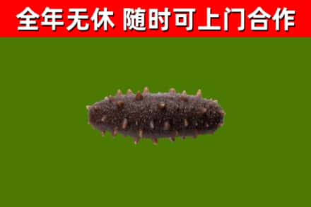 鲤城区回收海参干